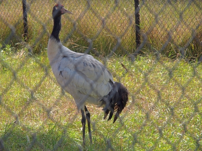 [Crane with a black head, neck, and tail feathers with the rest of the feathers whitish-grey. It's head is turned toward its backside.]